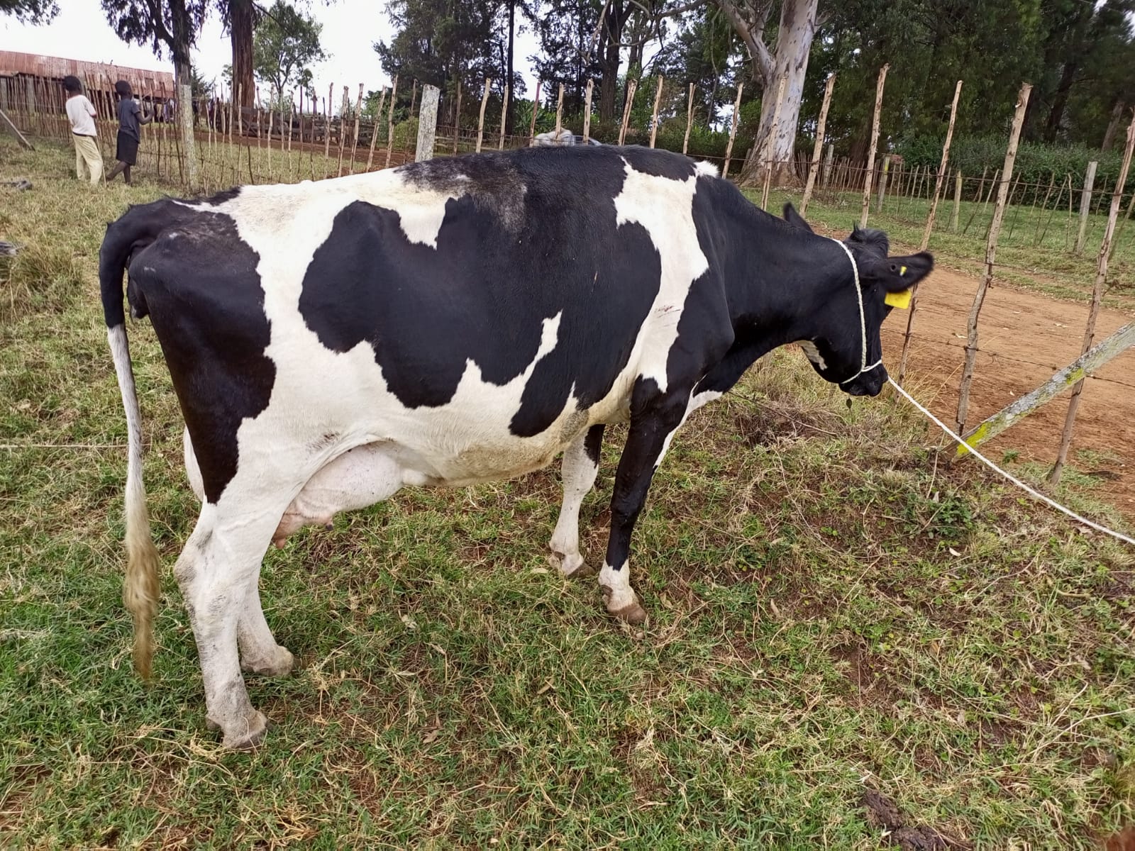 /images/diaries/cow10.jpeg1