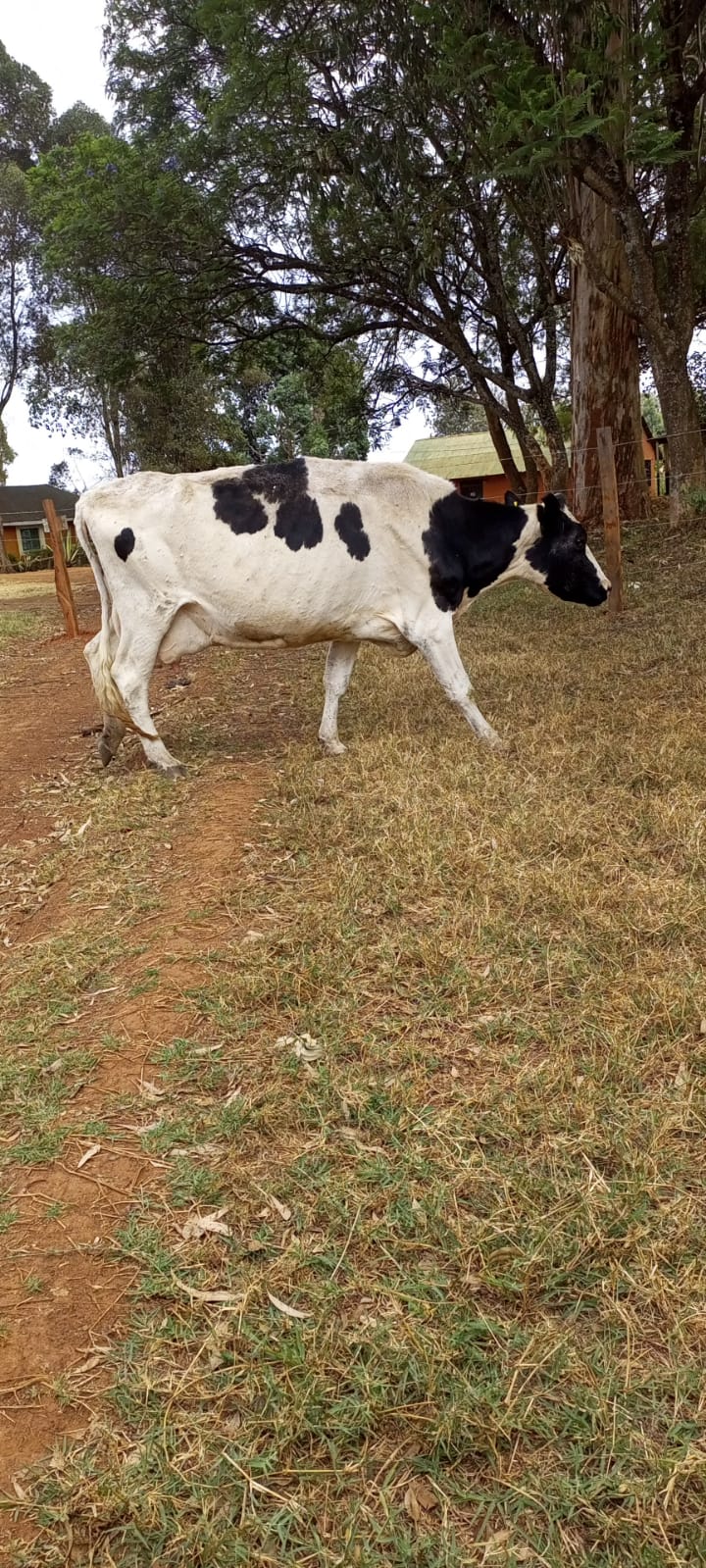 /images/diaries/cow13.jpeg1