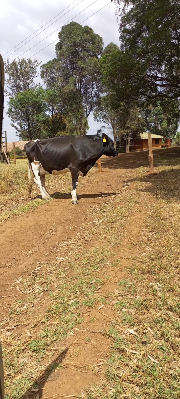 /images/diaries/cow14.jpeg1