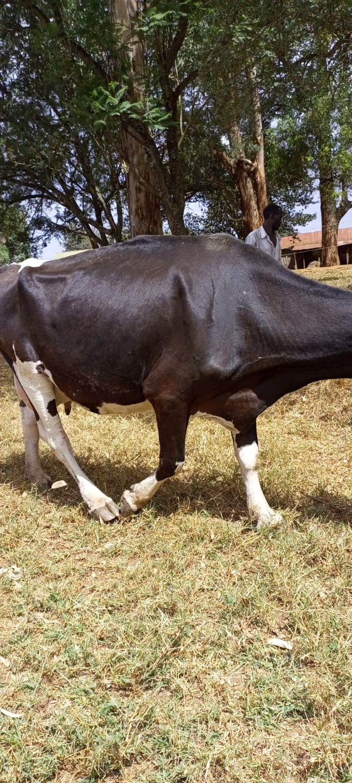 /images/diaries/cow15.jpeg1