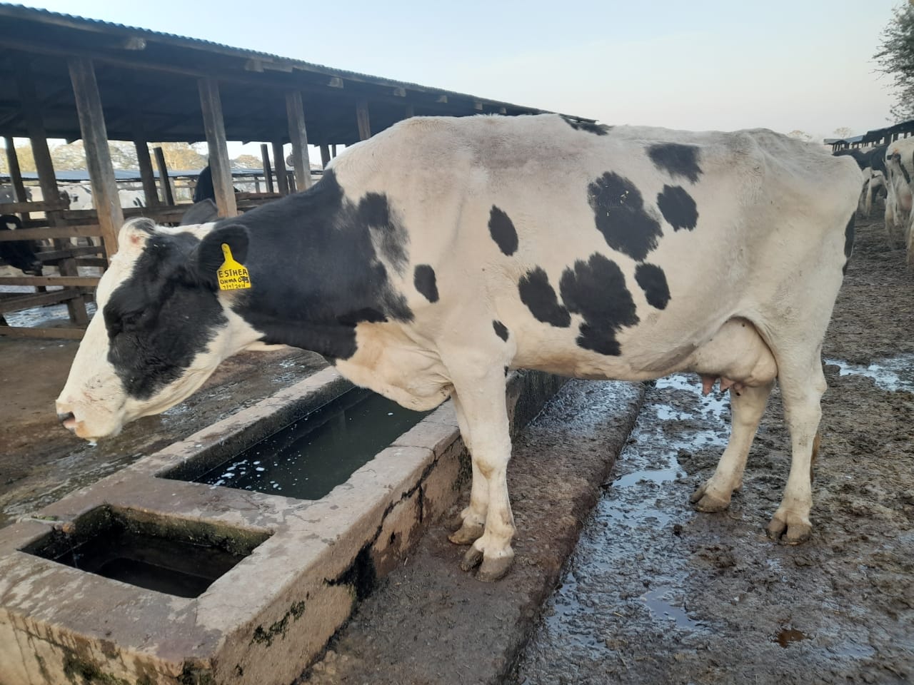 /images/diaries/cow16.jpeg1