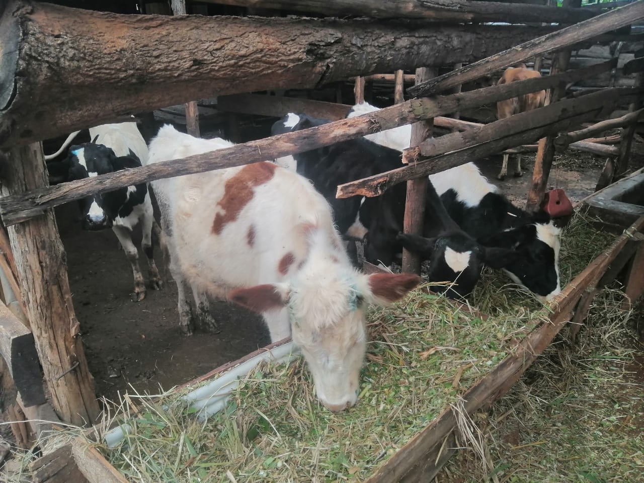 /images/diaries/cow18.jpeg1