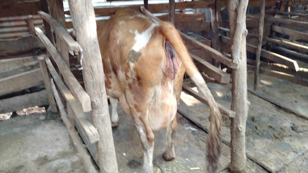 /images/diaries/cow19.jpeg1