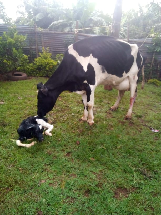 /images/diaries/cow2.jpeg1