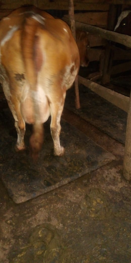 /images/diaries/cow21.jpeg1