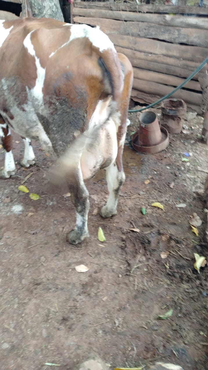 /images/diaries/cow24.jpeg1