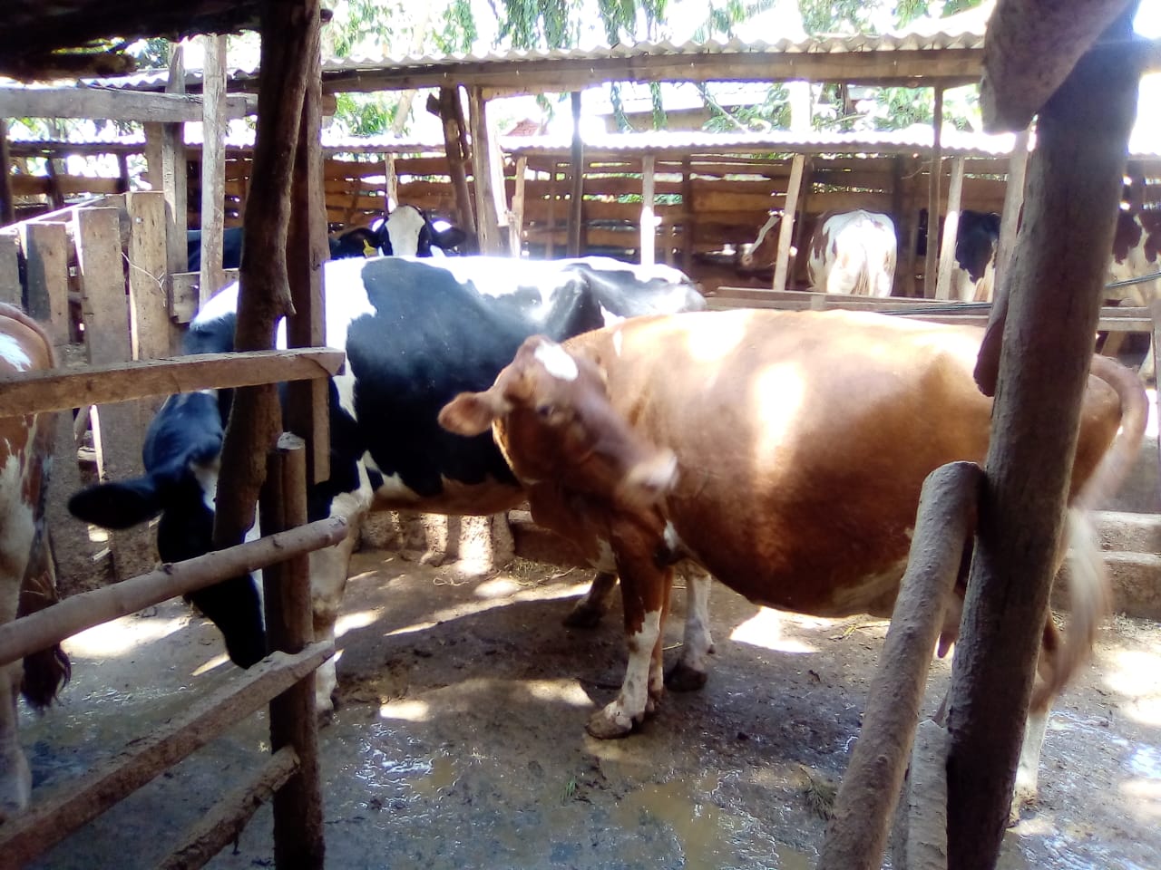 /images/diaries/cow28.jpeg1