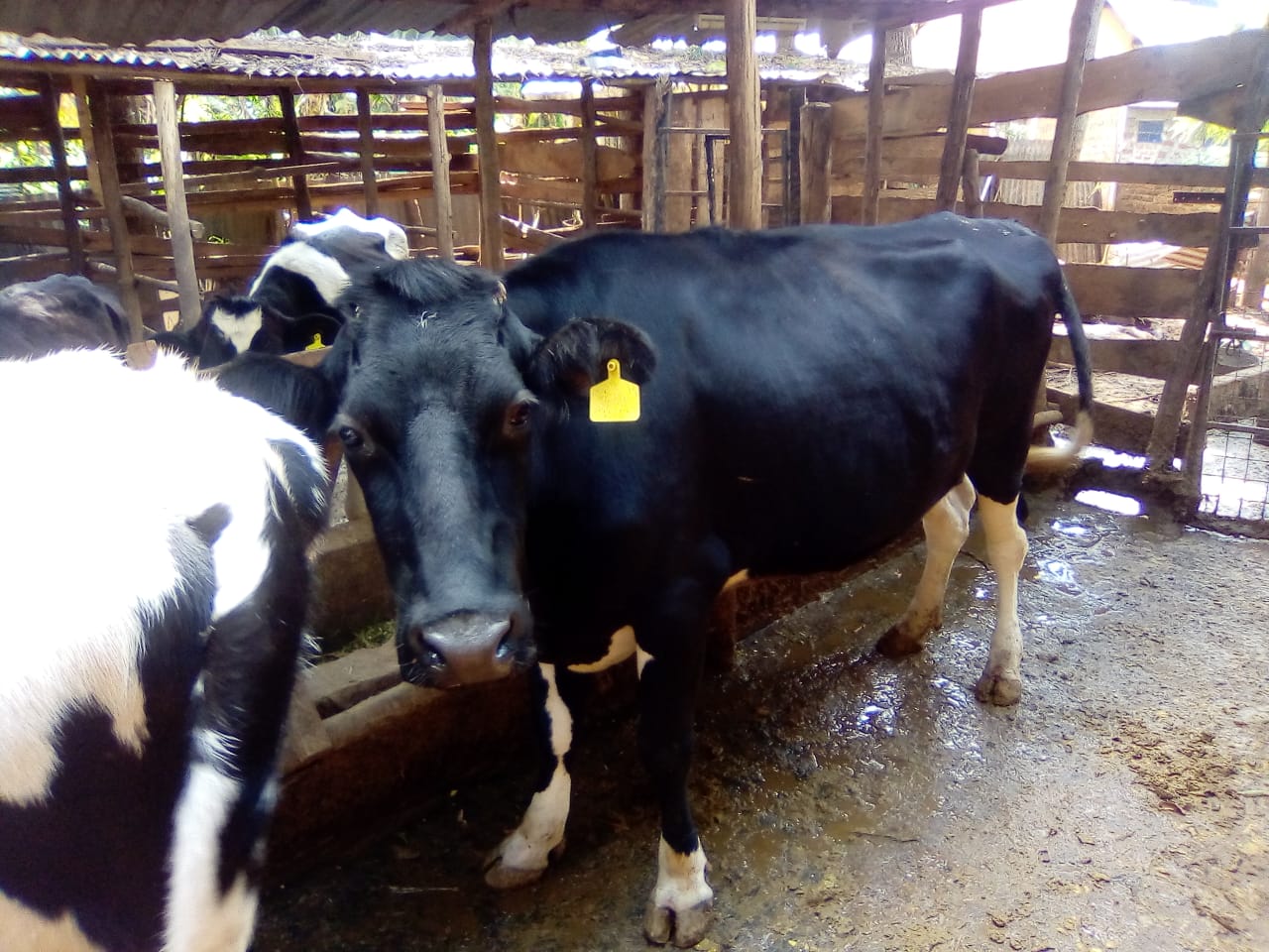 /images/diaries/cow31.jpeg1