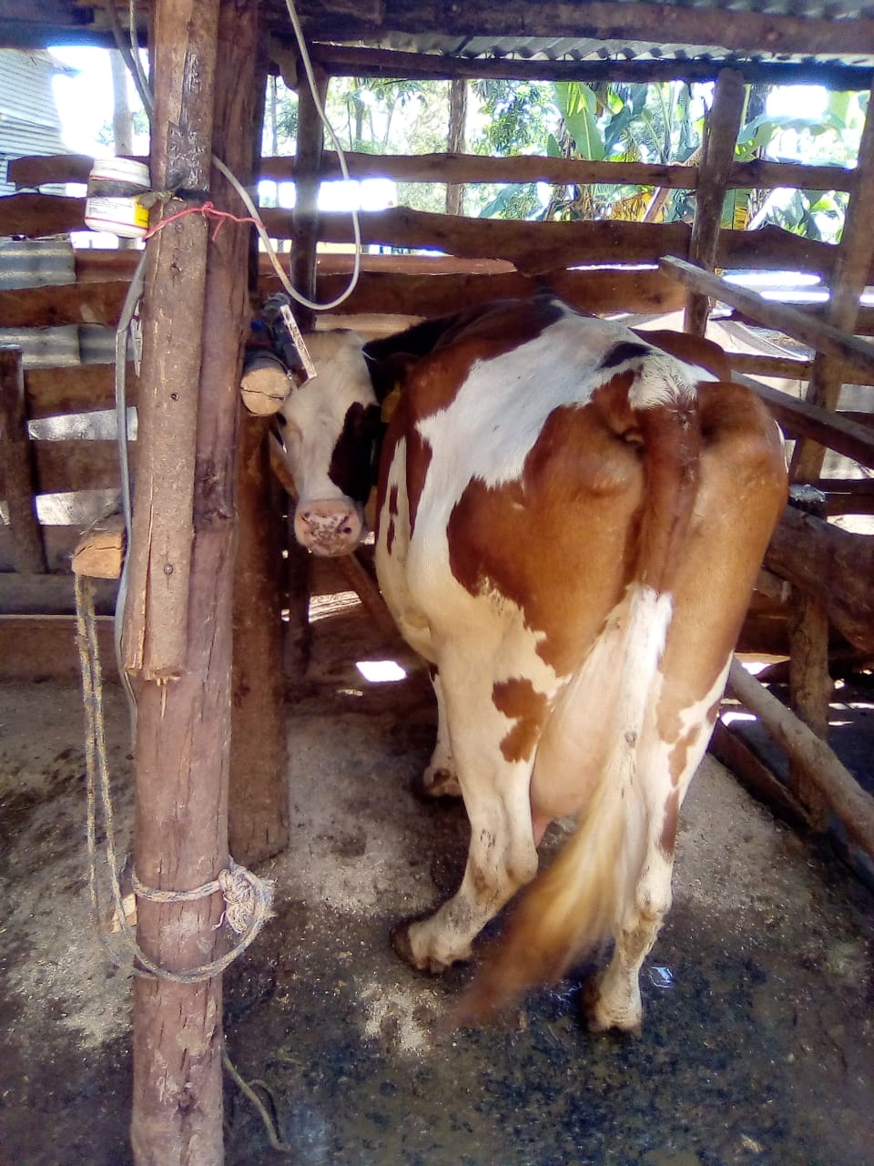 /images/diaries/cow33.jpeg1