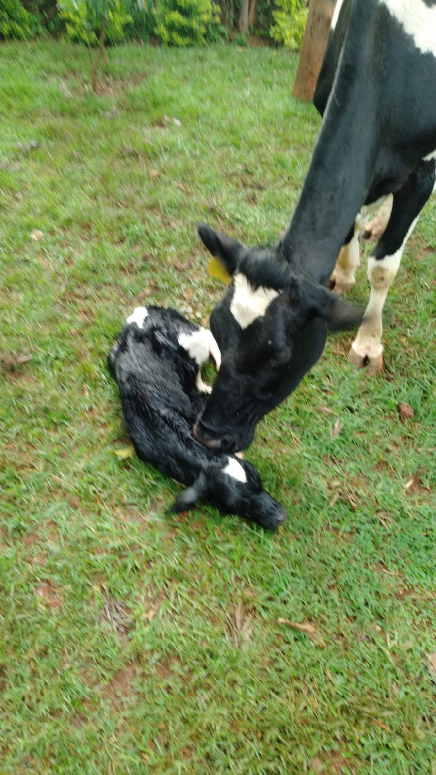 /images/diaries/cow5.jpeg1