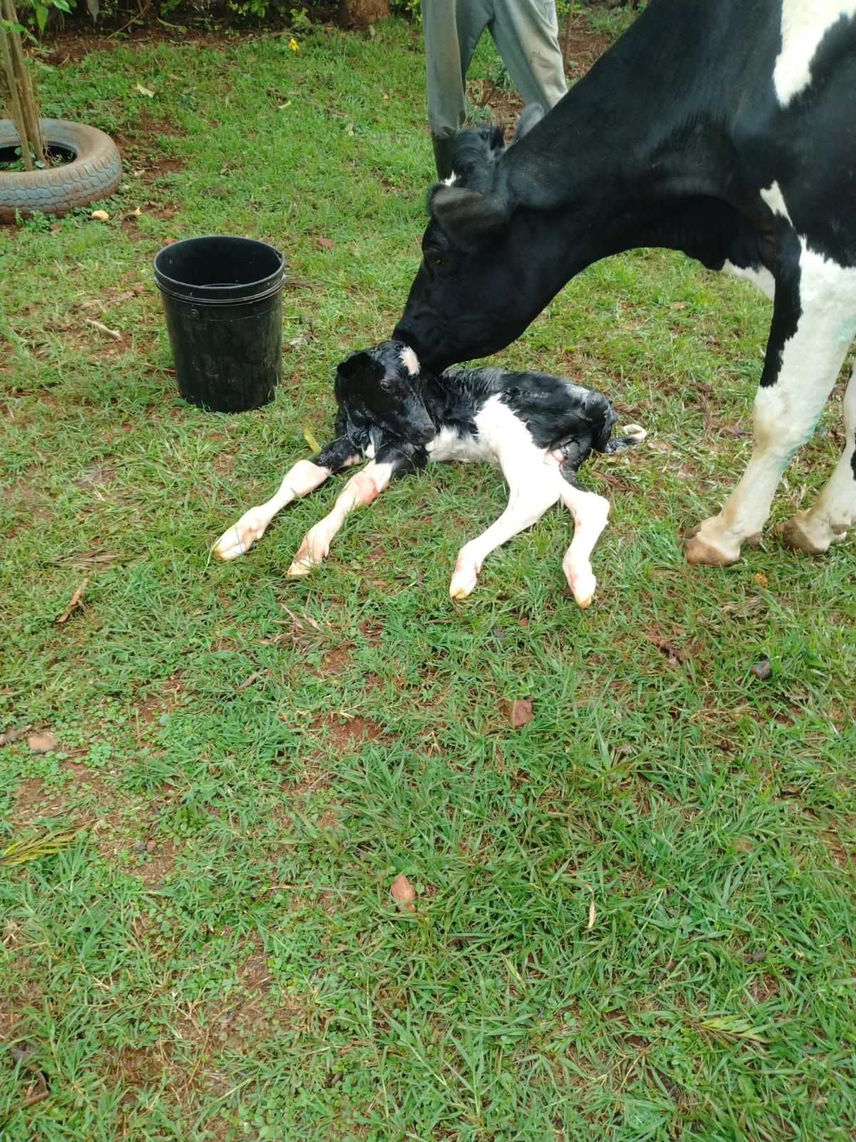 /images/diaries/cow6.jpeg1