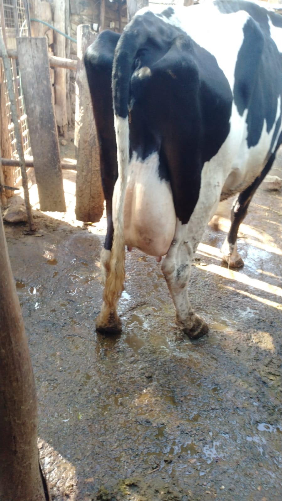 /images/diaries/cow7.jpeg1