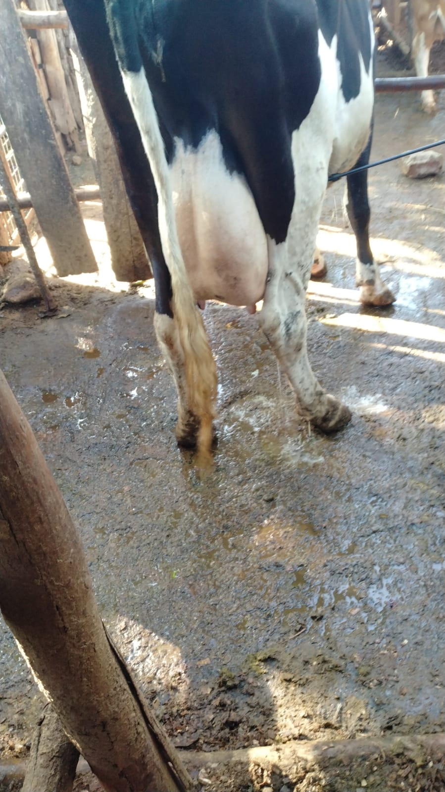 /images/diaries/cow8.jpeg1