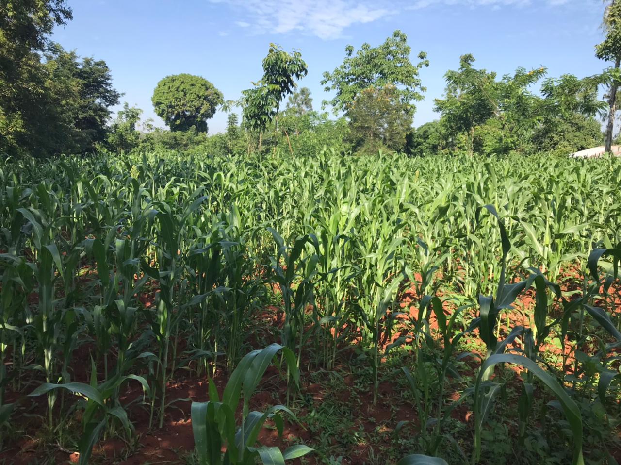 /images/green-farm/greenfarm14.jpeg1