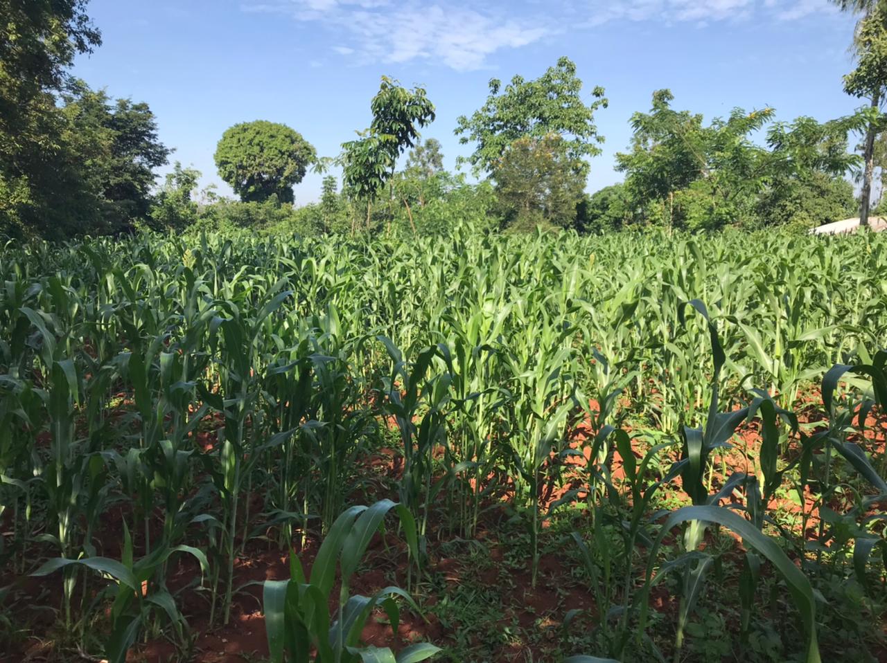 /images/green-farm/greenfarm16.jpeg1