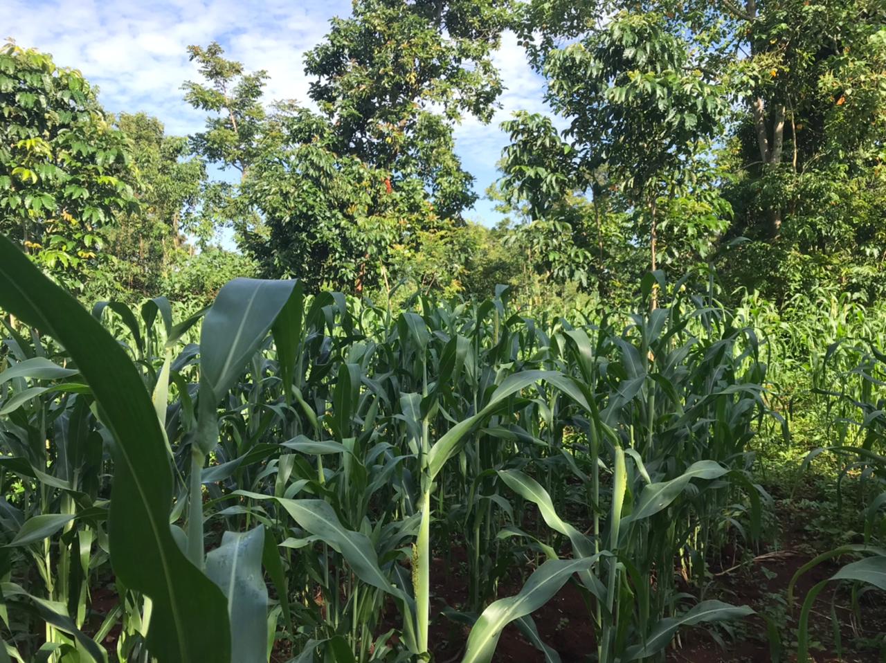 /images/green-farm/greenfarm17.jpeg1