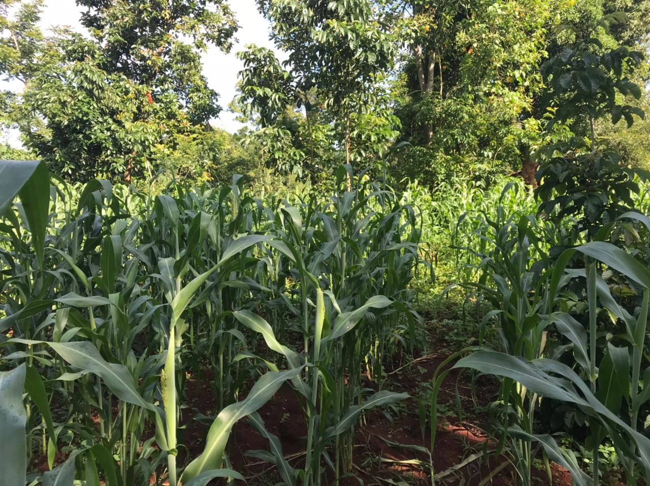 /images/green-farm/greenfarm18.jpeg1