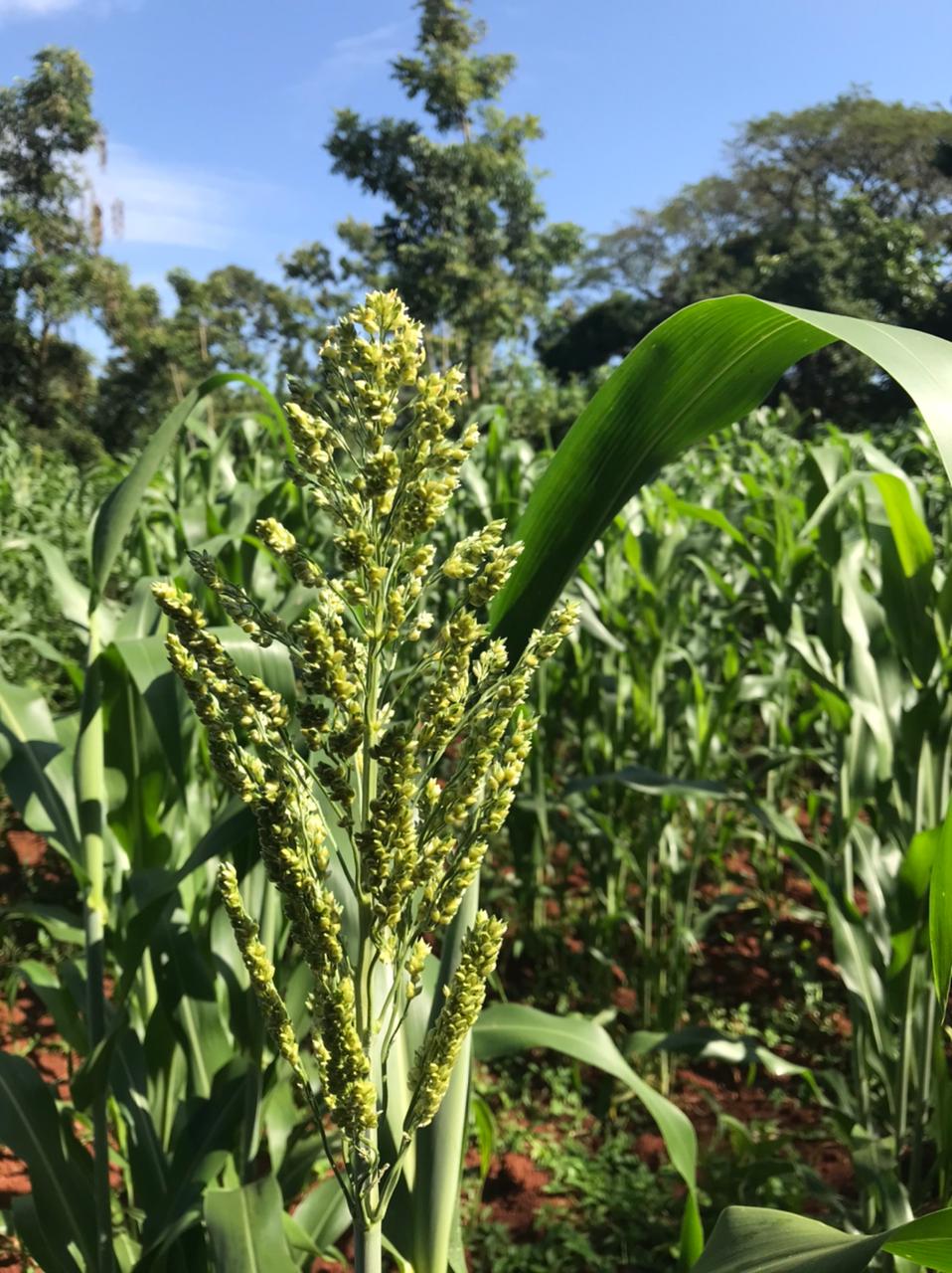 /images/green-farm/greenfarm20.jpeg1