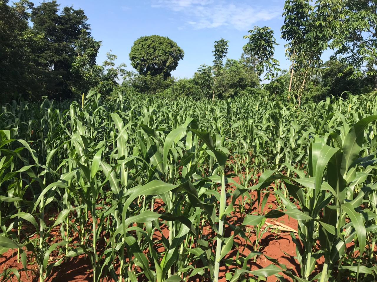 /images/green-farm/greenfarm21.jpeg1