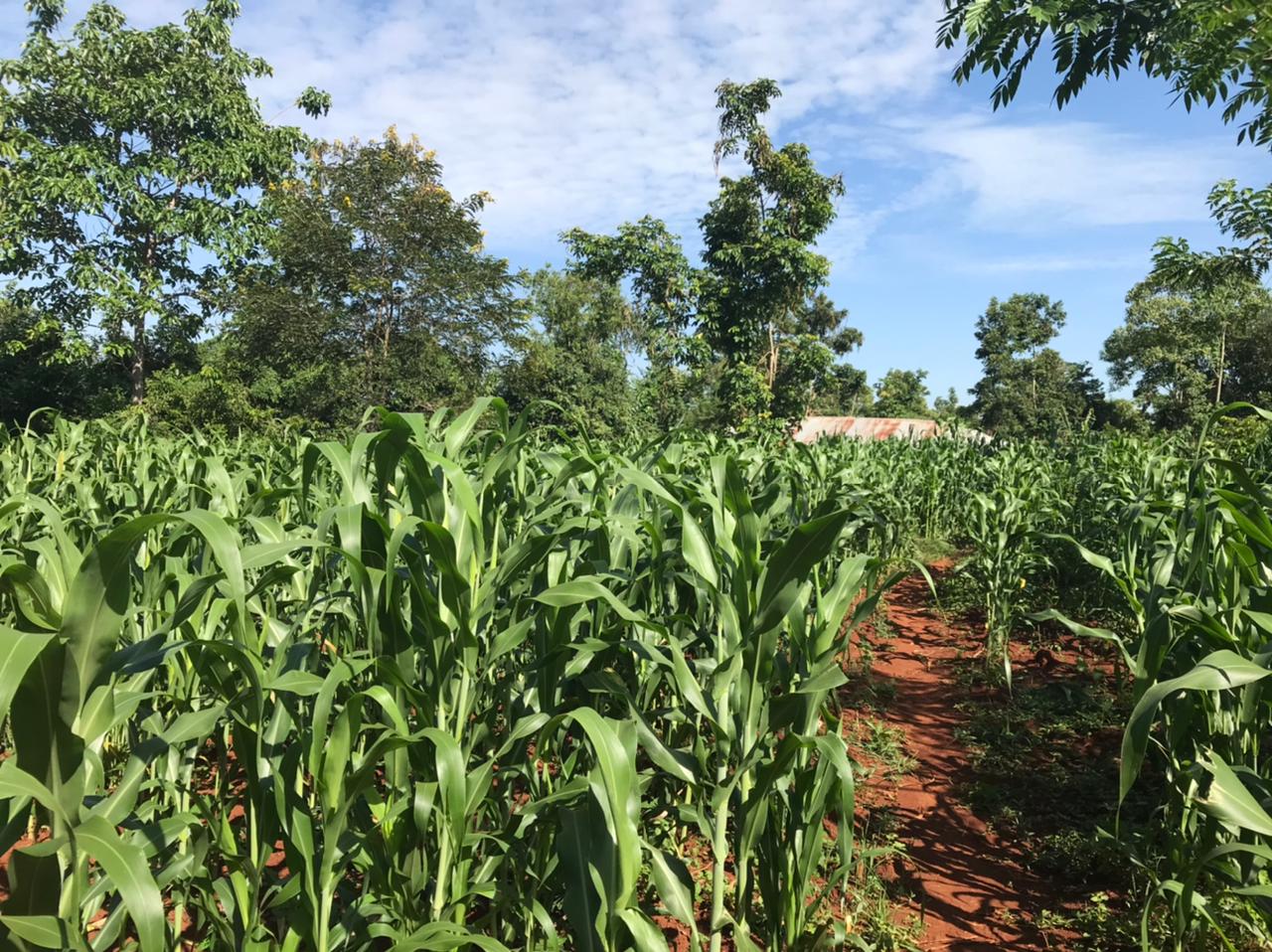 /images/green-farm/greenfarm22.jpeg1