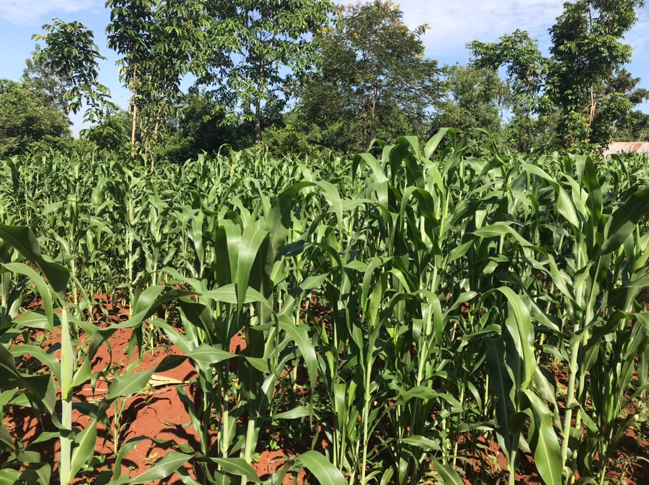 /images/green-farm/greenfarm24.jpeg1