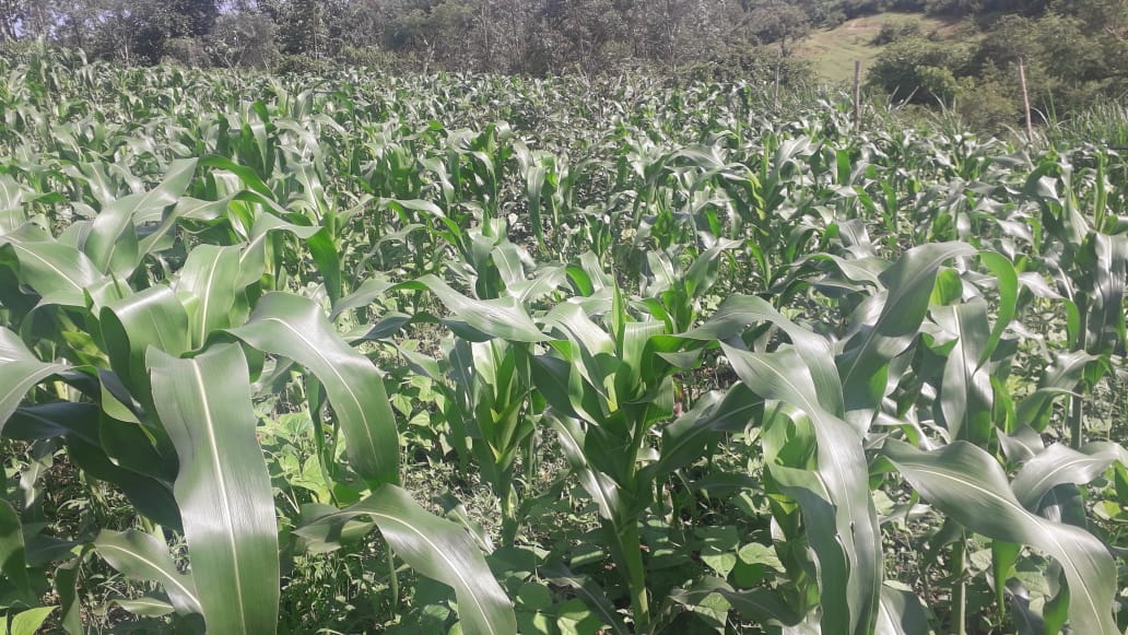 /images/green-farm/greenfarm26.jpeg1