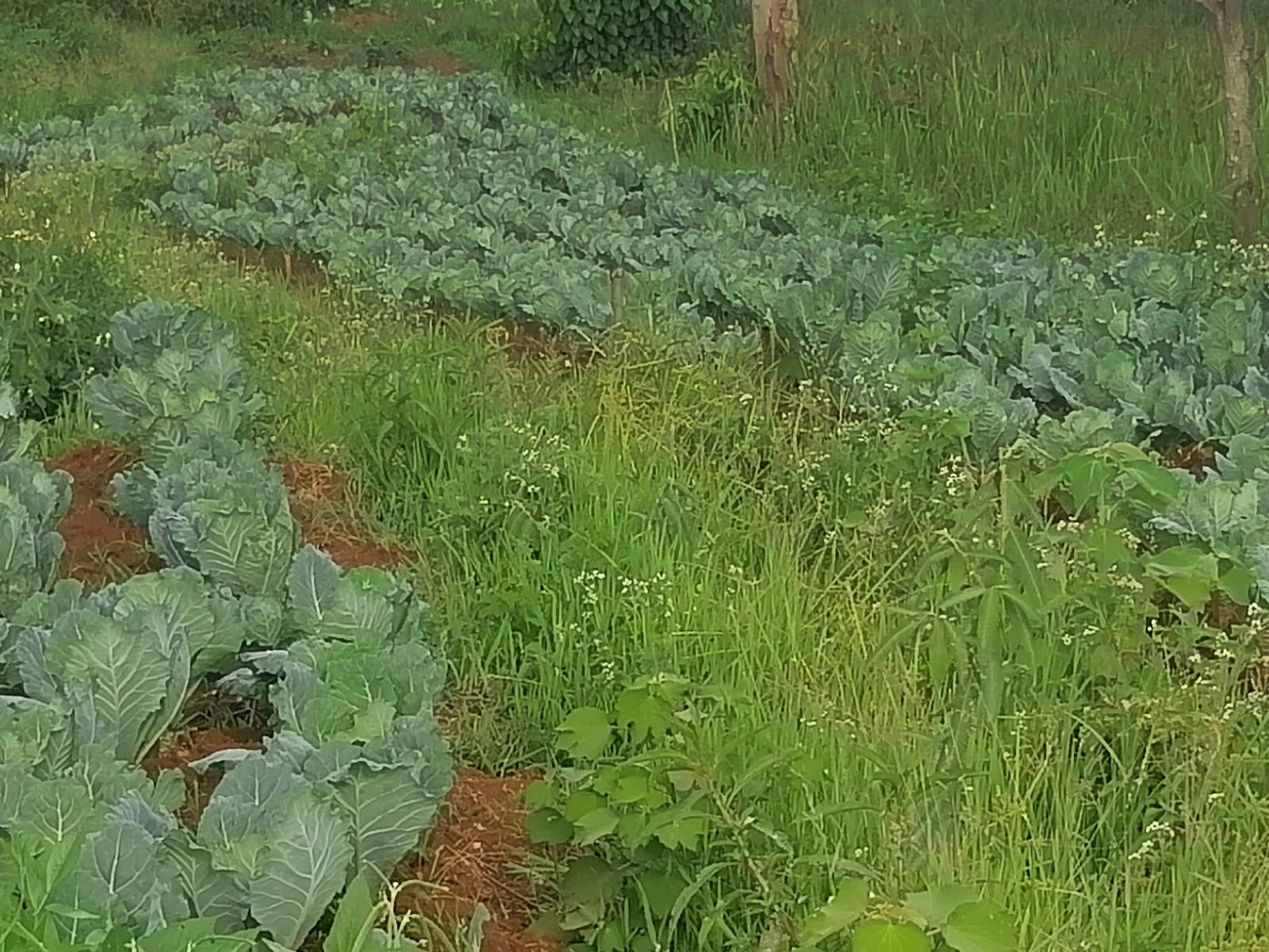 /images/green-farm/greenfarm27.jpeg1