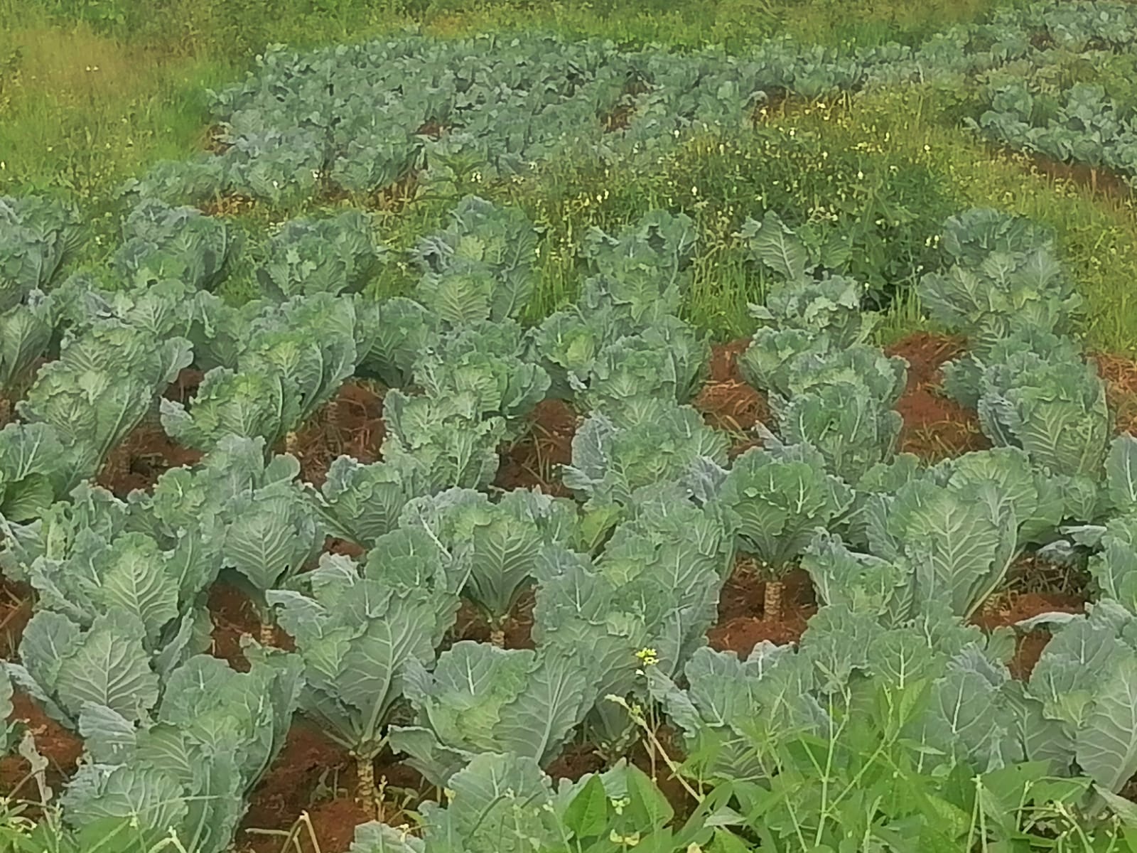 /images/green-farm/greenfarm29.jpeg1