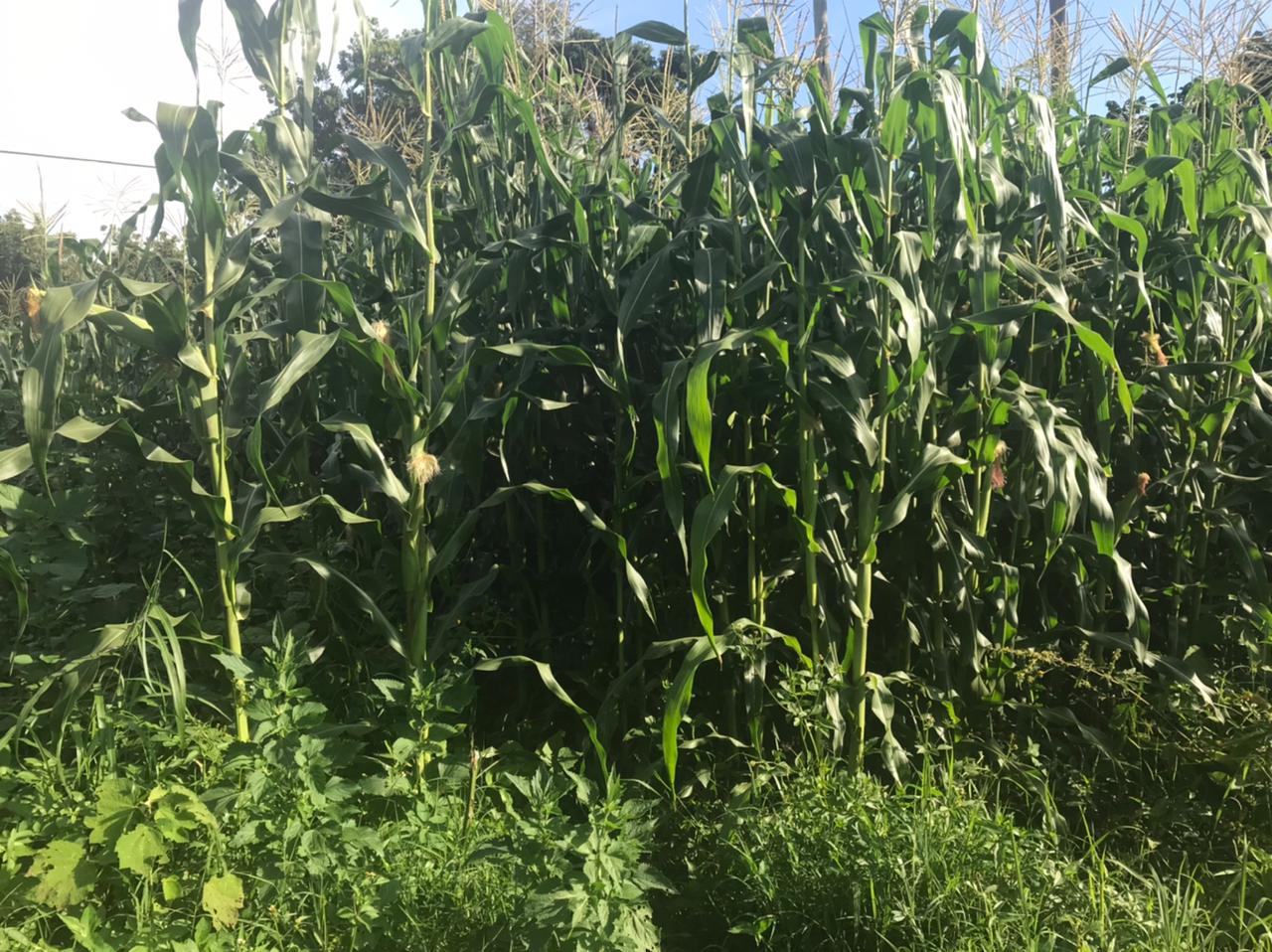 /images/green-farm/greenfarm3.jpeg1