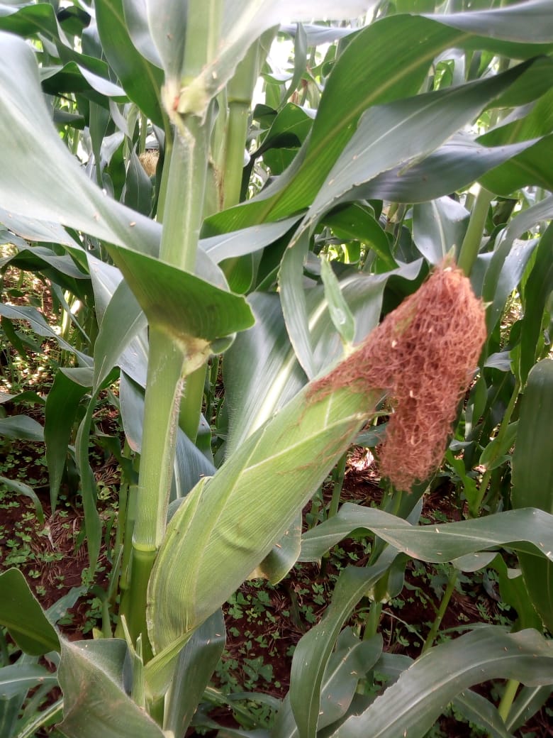 /images/green-farm/greenfarm35.jpeg1