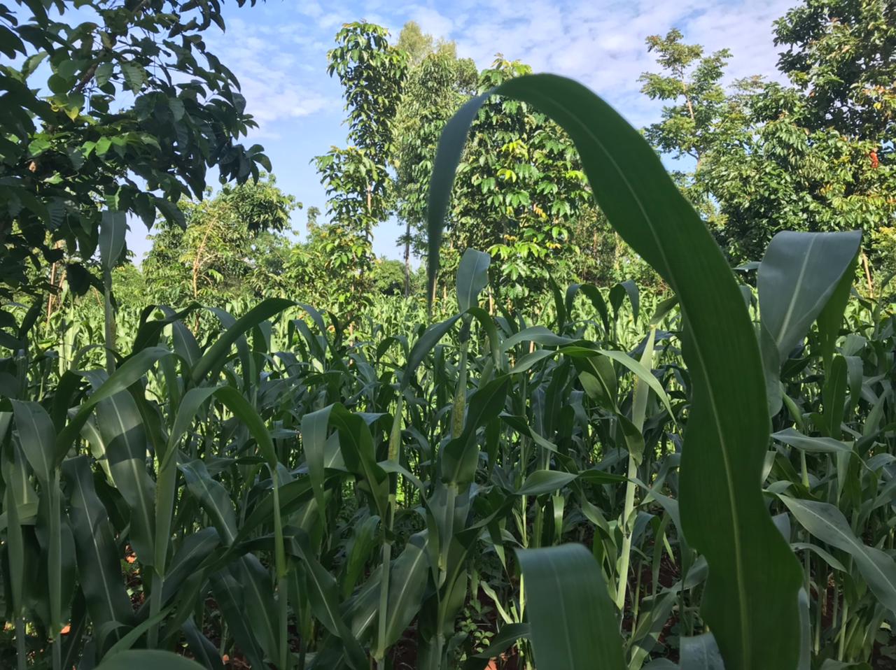 /images/green-farm/greenfarm7.jpeg1