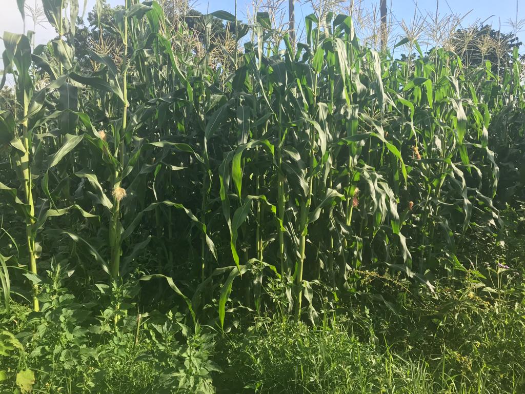 /images/green-farm/greenfarm8.jpeg1