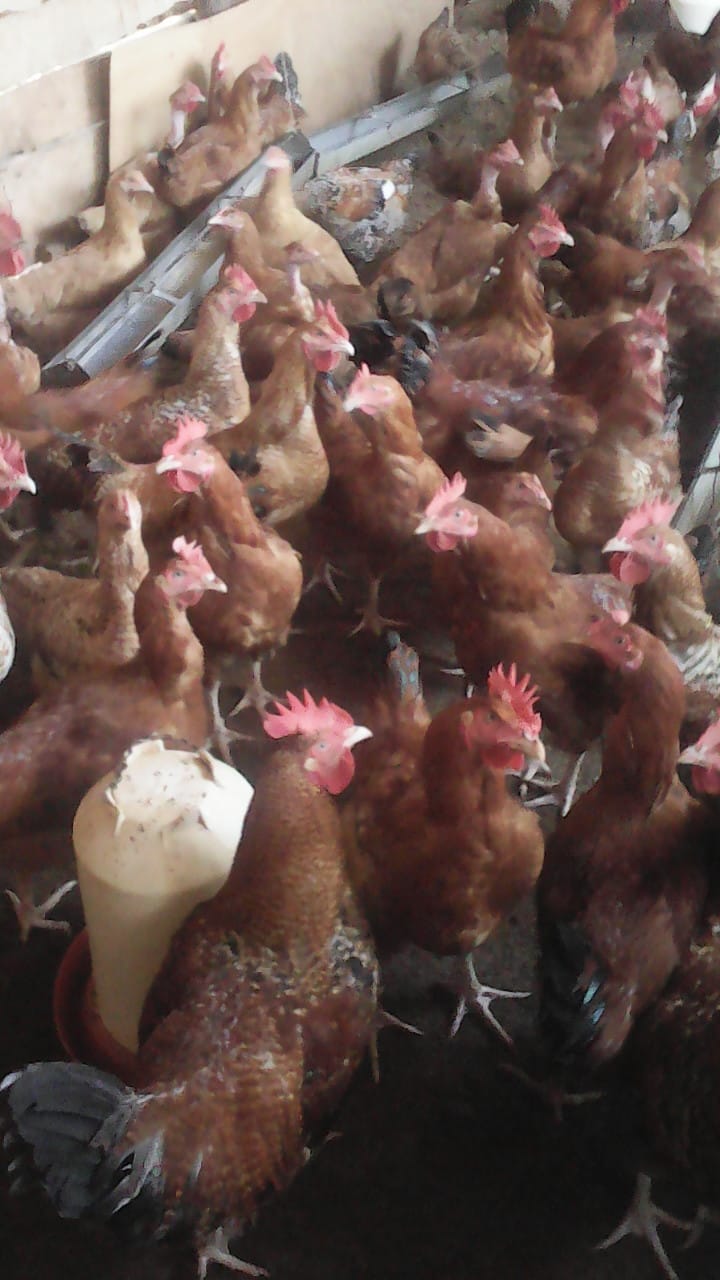 /images/poultry/p3.jpeg1