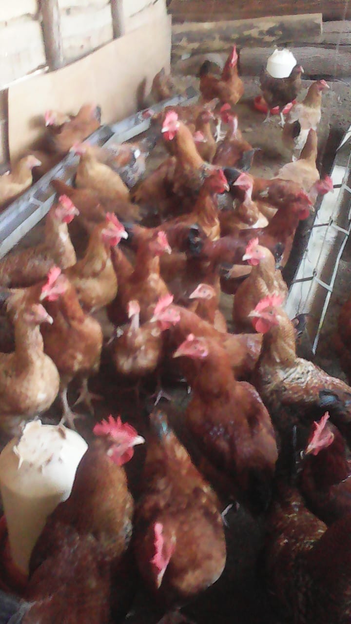 /images/poultry/pt.jpeg1