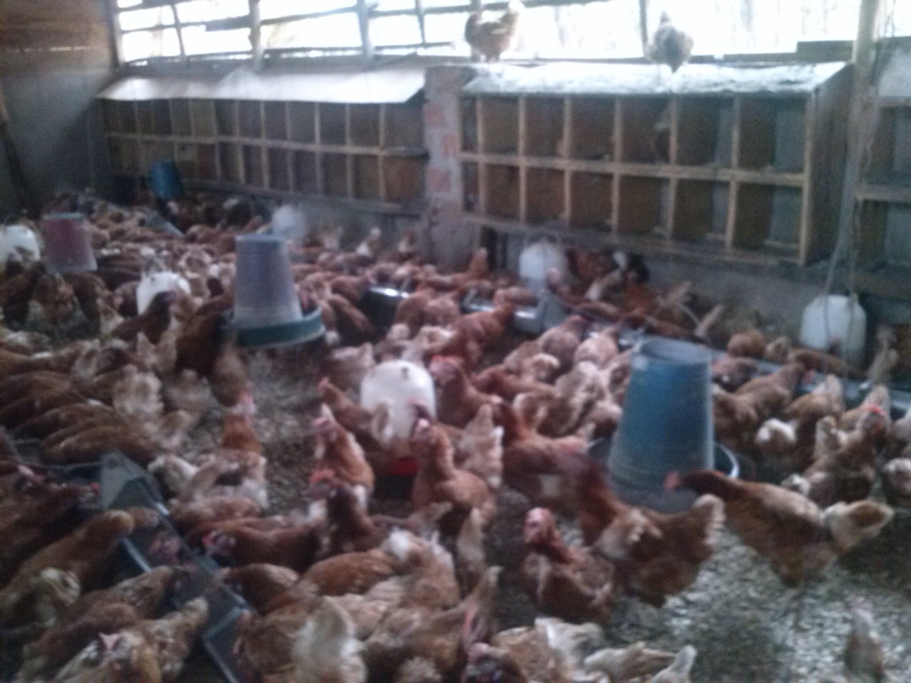 /images/poultry/pt14.jpeg1