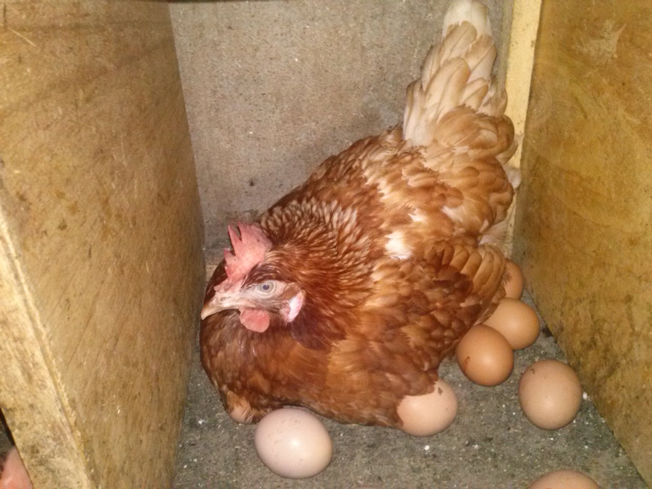 /images/poultry/pt20.jpeg1