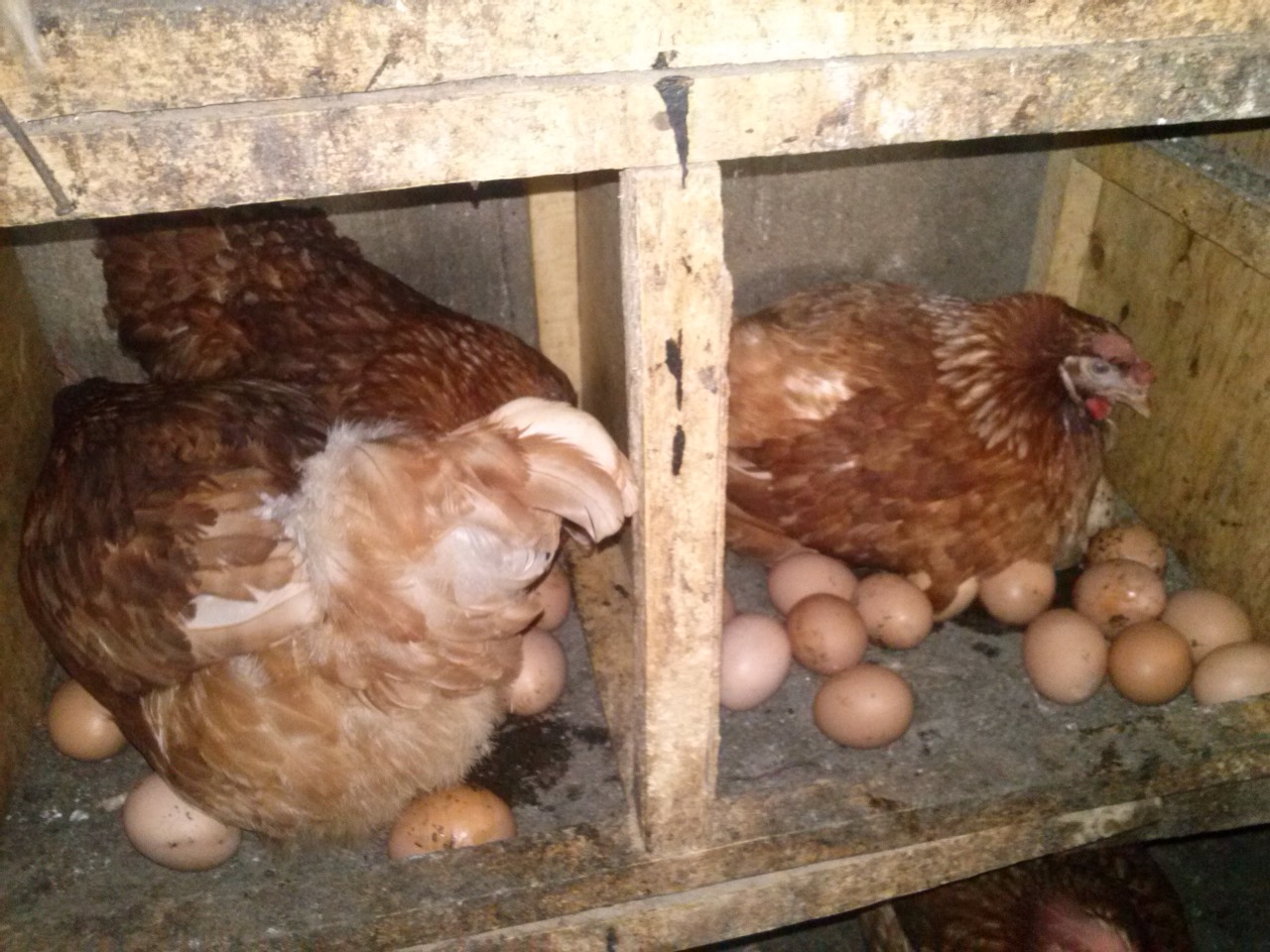 /images/poultry/pt21.jpeg1