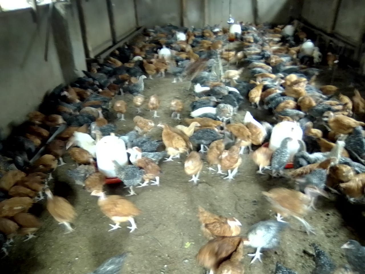 /images/poultry/pt22.jpeg1