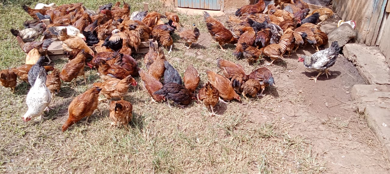 /images/poultry/pt25.jpeg1