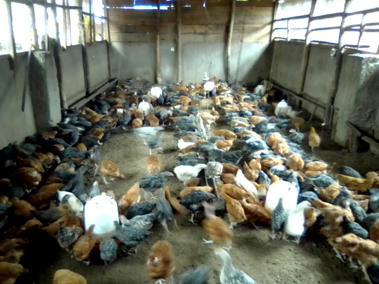 /images/poultry/pt26.jpeg1