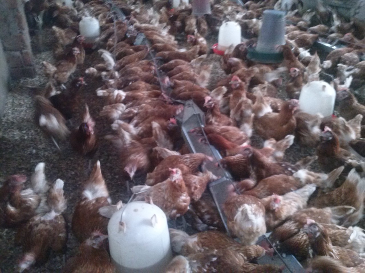 /images/poultry/pt9.jpeg1